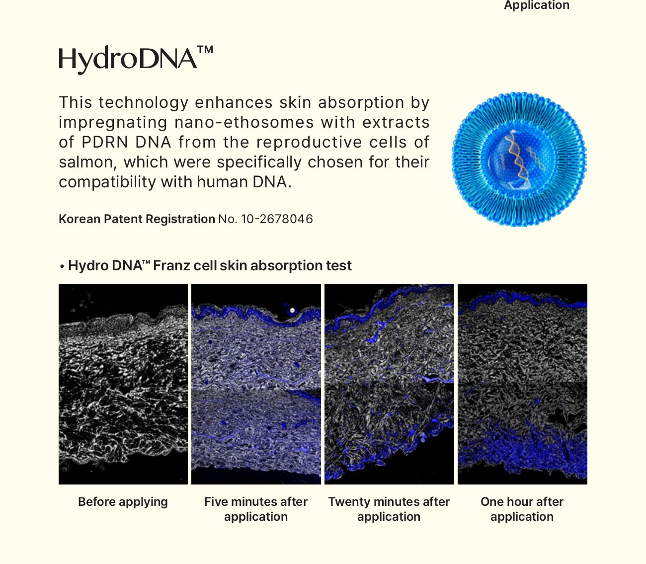 Franz-cell fluorescence images of HydroDNA™ skin absorption before application and at 5 minutes, 20 minutes and 1 hour.